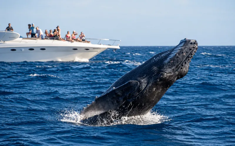 Humpback whale breaching near a Cabo Sailing yacht