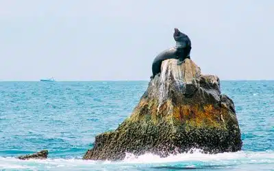 Meet and greet the Sea Lions in Cabo