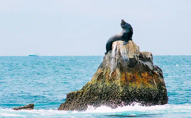 Meet and greet the Sea Lions in Cabo