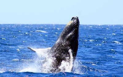 Cabo Whale Watching Tours: An Ocean Adventure