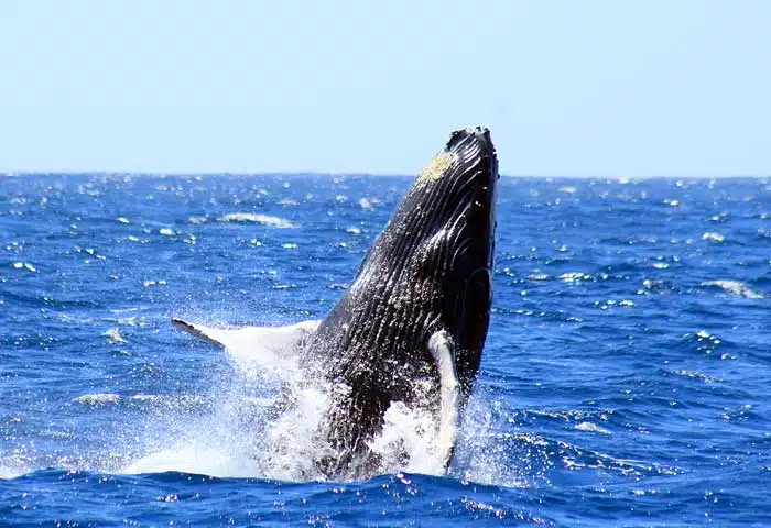 Whale breaching half body - Cabo Whale Watching Tour