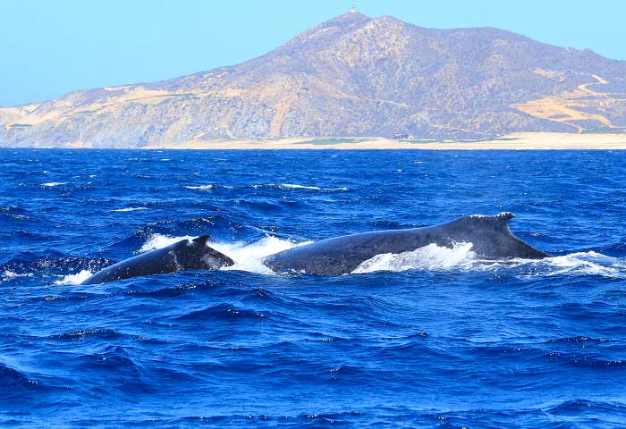 cabo san lucas tourist attractions for families cabo sailing