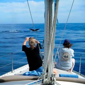 Comfortable and safe whale watching in Cabo