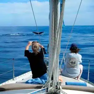 Comfortable and safe whale watching in Cabo