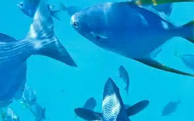 Fishing in Cabo is a must!  Discover why this region is world-renowned