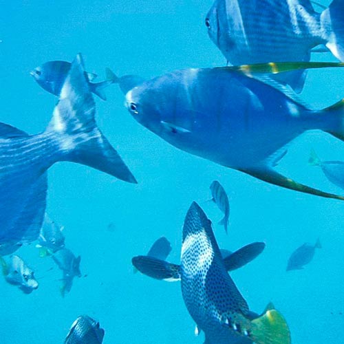 fishing in cabo, cabo sailing