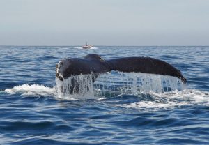 humback whale