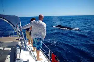 whale watching in Cabo San Lucas