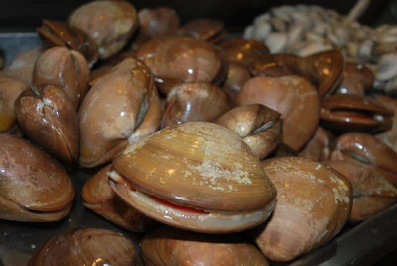 mexican clams