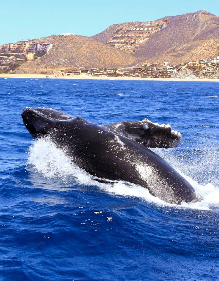 whale watching cruise cabo san lucas