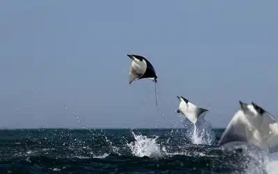 Cabo San Lucas vacation: Discover this kid-friendly destination for yourself