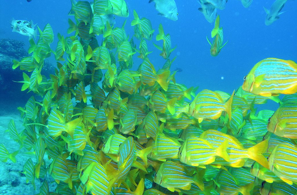 Cabo Scuba Diving