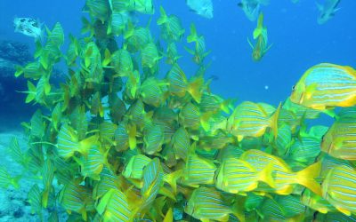 Is Cabo San Lucas Good for Scuba Diving?