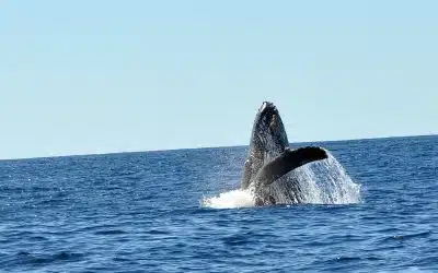 Best Time to Whale Watch in Cabo: Cabo Whale Watching Basics