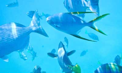 Cabo beautiful underwater life Cabo beautiful underwater life