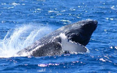 Where to Take the Best Photos in Cabo