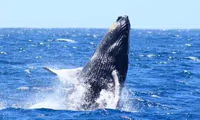 Snorkeling Cruise Menu