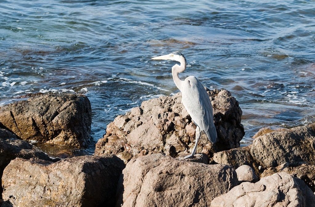 Wildlife to Watch for on Your Cabo Vacation