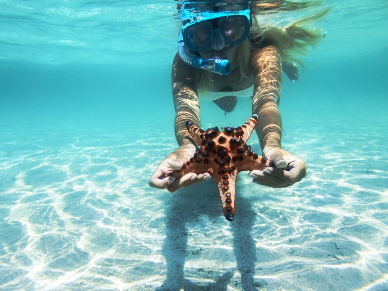 Starfish at Cabo Snorkeling Tours image