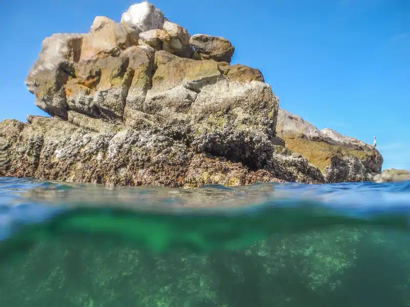 The Pelican Rock Cabo Snorkel Site image