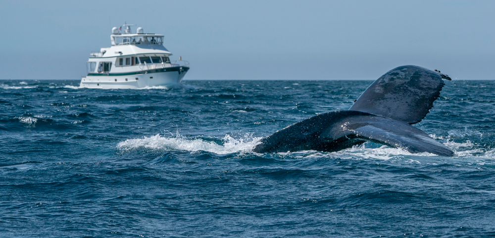 Sailing In Cabo San Lucas: The 6 Best Tours To Consider