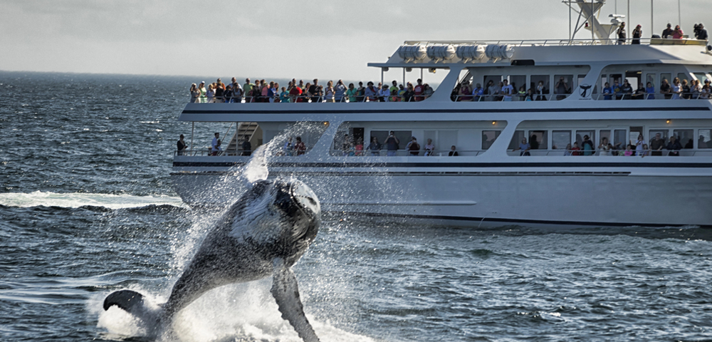 Where Is The Best Place To Sit On A Whale Watching Boat?